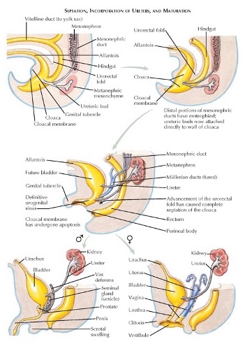 Prenatal Diagnosis and Antenatal Surgery